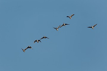 Image showing Geese Flying Up