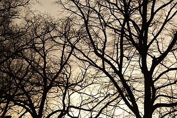 Image showing Bare tree branches