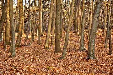 Image showing Autumn Forest Detail