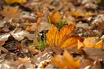 Image showing Fallen autumn leaves