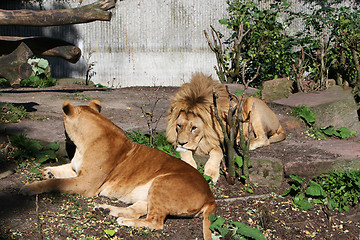 Image showing lions