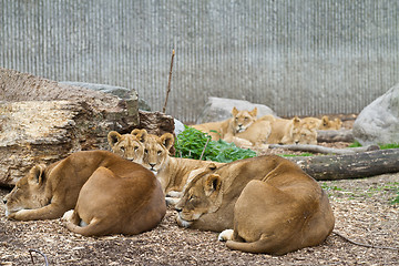 Image showing Lions