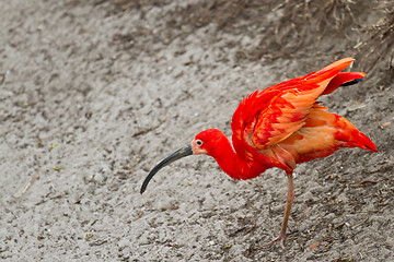 Image showing scarlet ibis or Eudocimus ruber