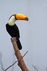 Image showing channel-billed toucan