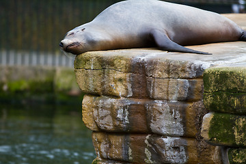 Image showing Pinniped- seal 