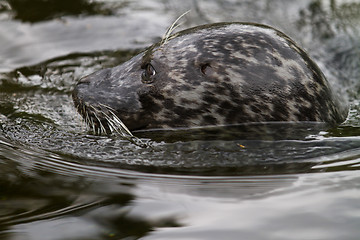 Image showing Pinniped- seal 