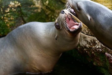 Image showing Pinniped- seal 