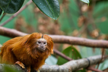 Image showing golden lion tamarin