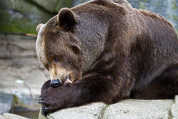 Image showing Brown bear