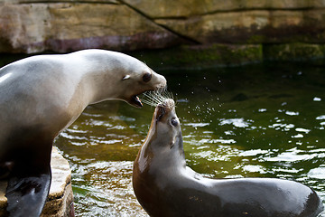 Image showing Pinniped- seal 