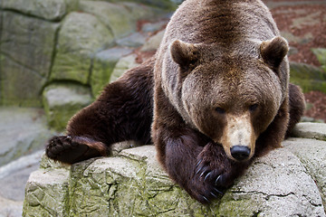 Image showing Brown bear