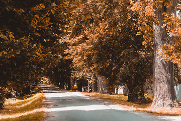 Image showing trees in alley in countryside