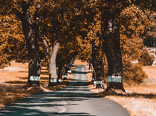 Image showing trees in alley in countryside