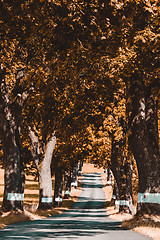 Image showing trees in alley in countryside