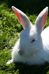 Image showing white rabbit