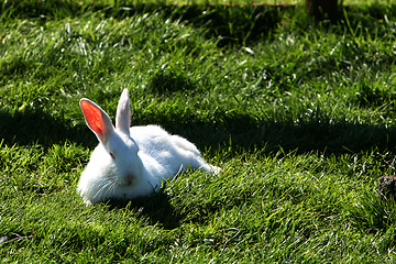 Image showing white bunny