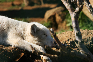 Image showing Sleepy fox