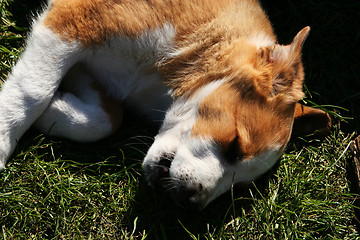 Image showing sleeping puppy