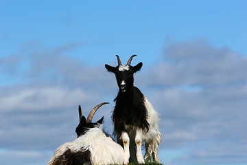 Image showing goats on hill