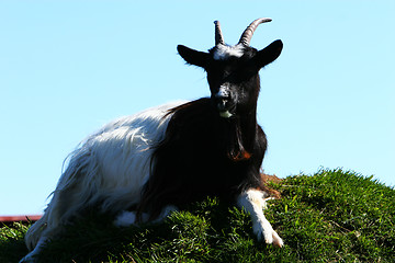 Image showing goat on the hill