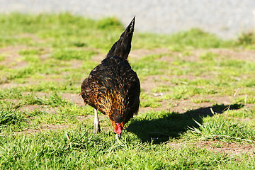 Image showing pecking chicken