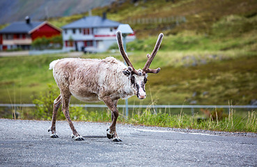 Image showing Reindeer