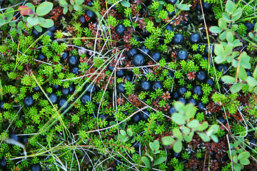 Image showing berries and moss