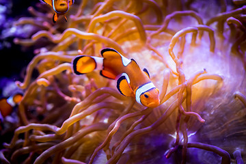 Image showing Anemonefish