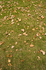 Image showing Leaves at the park