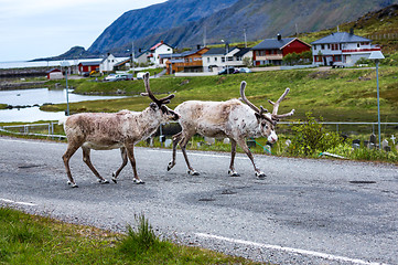 Image showing Reindeer