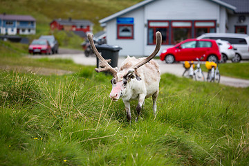 Image showing Reindeer