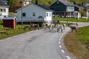 Image showing Reindeer