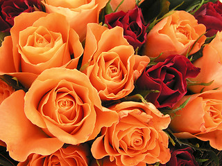 Image showing Bed of roses