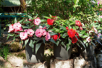 Image showing Red New Guinea impatiens flowers in pots