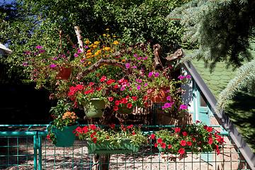 Image showing Beautiful petunia flowers in garden design