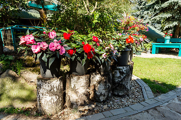 Image showing Red New Guinea impatiens flowers in pots