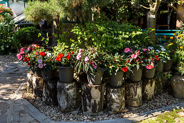 Image showing Red New Guinea impatiens flowers in pots