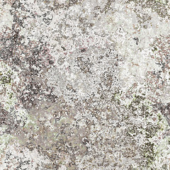 Image showing seamless lichen background