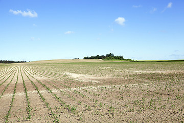 Image showing cracked earth in the field