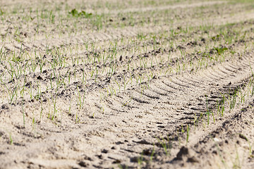 Image showing sprouts green onions