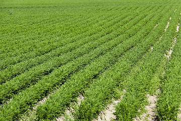 Image showing Field with carrot