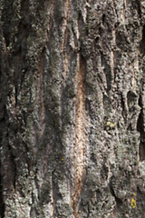 Image showing tree bark, close-up