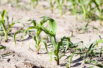 Image showing corn field. close-up