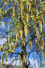 Image showing birch trees in spring