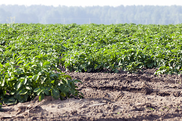 Image showing Field with potato