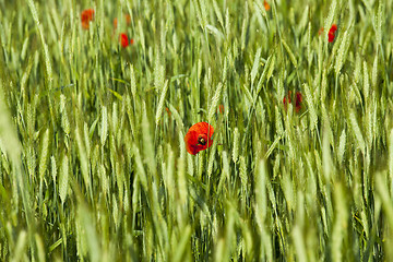 Image showing Red poppy flowers