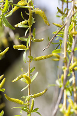 Image showing willow trees in the spring