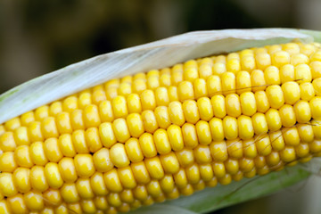 Image showing mature corn crop