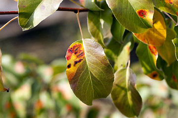 Image showing pear foliage in autumn