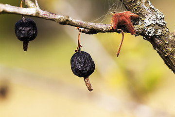 Image showing dried berries harvest